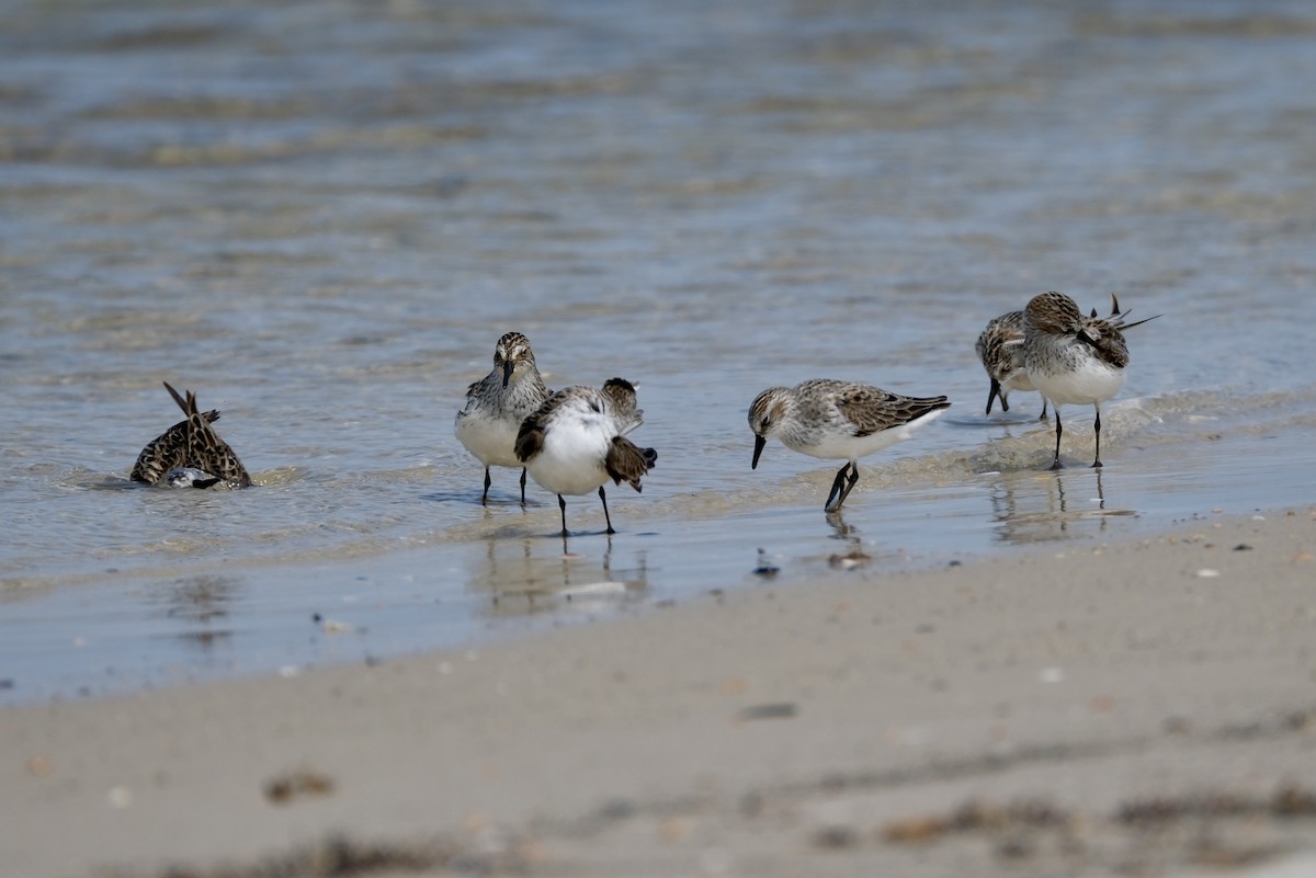 Semipalmated Sandpiper - Todd DeVore