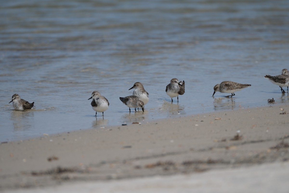 Semipalmated Sandpiper - Todd DeVore