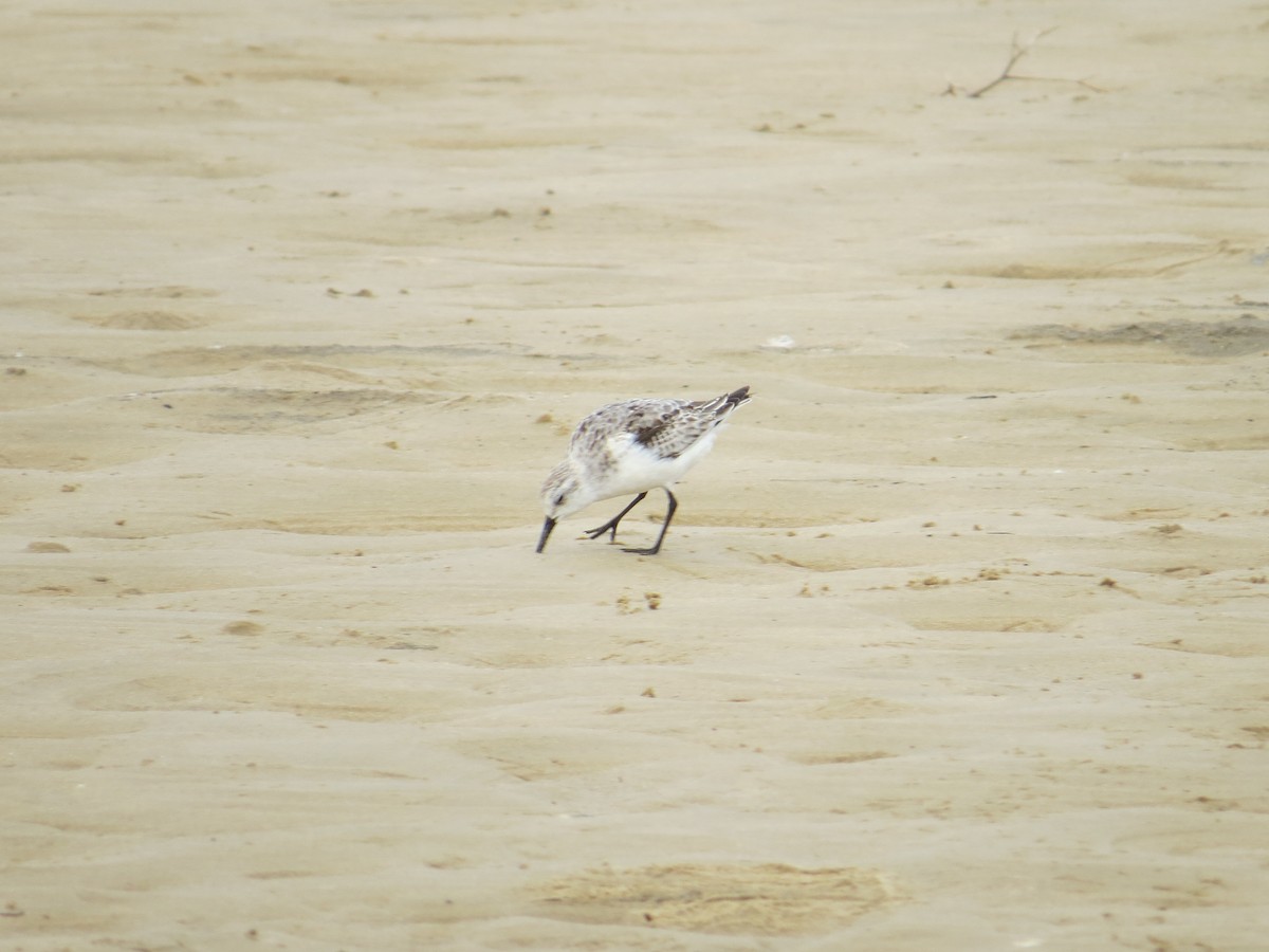 Гурвалж элсэг - ML618582551