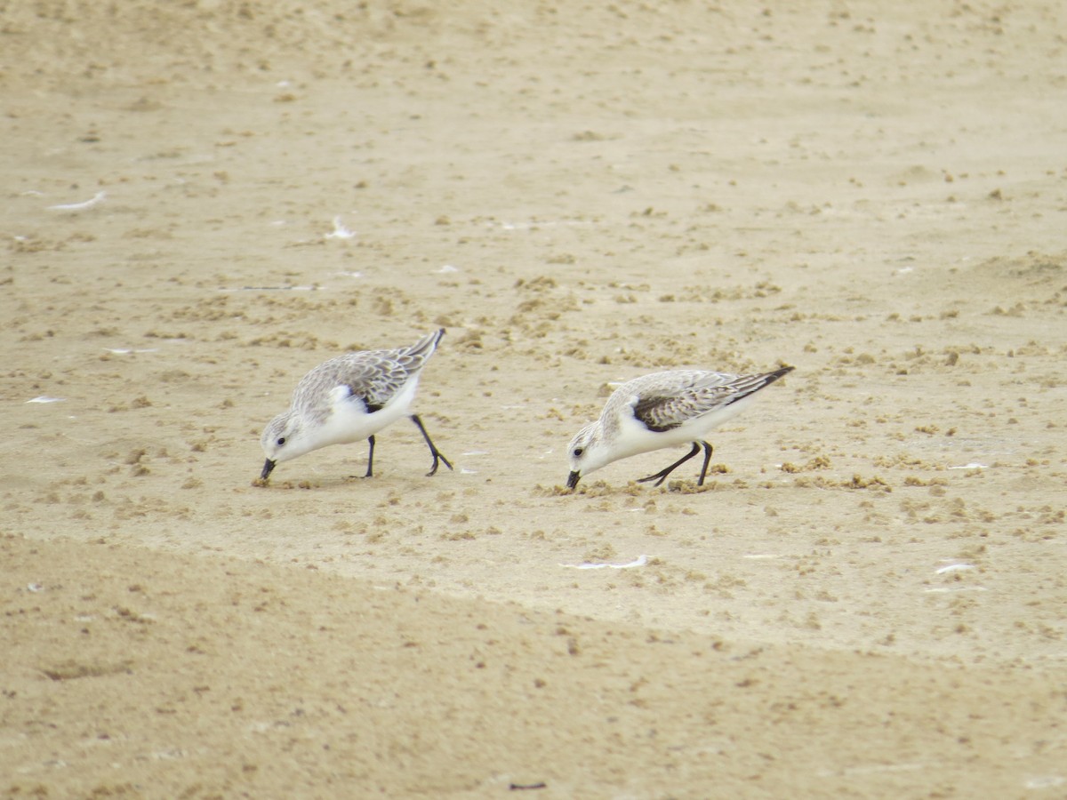 Гурвалж элсэг - ML618582552