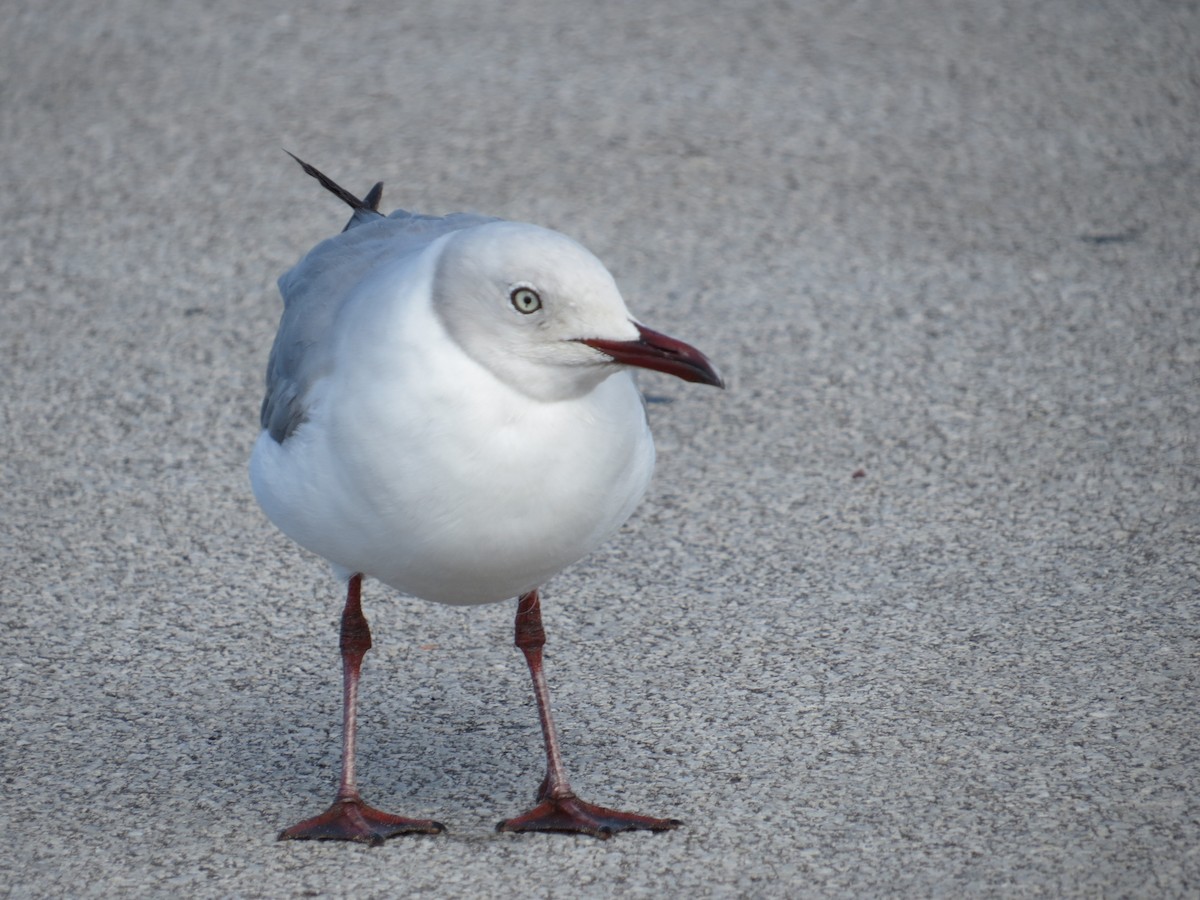 Gray-hooded Gull - ML618582581