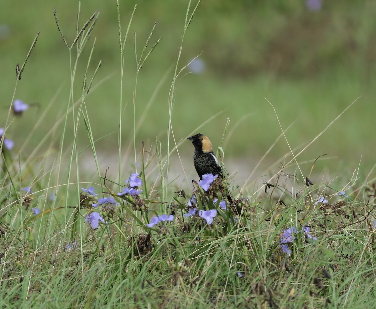 Bobolink - Todd DeVore