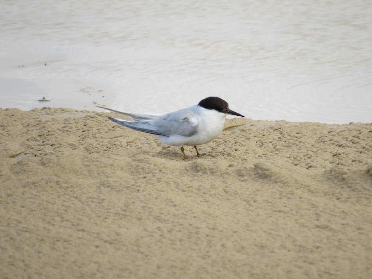 Damara Tern - ML618582625