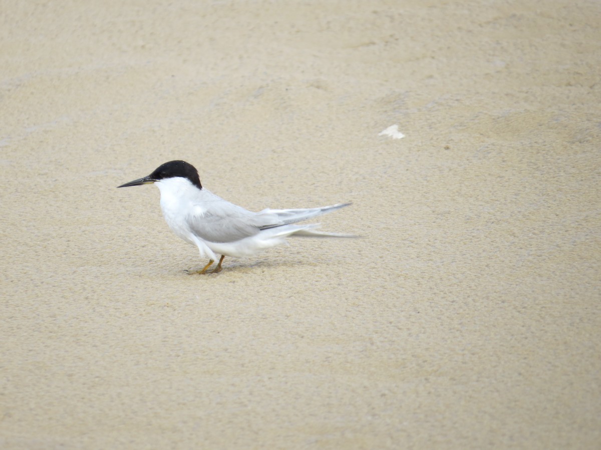 Damara Tern - ML618582626