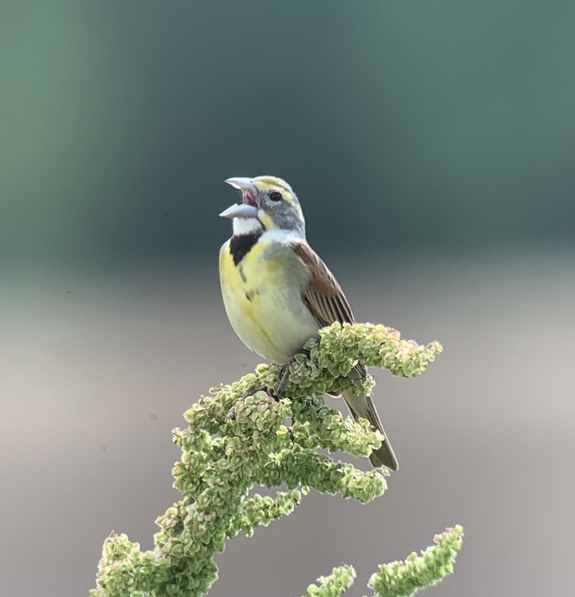 Dickcissel - ML618582646