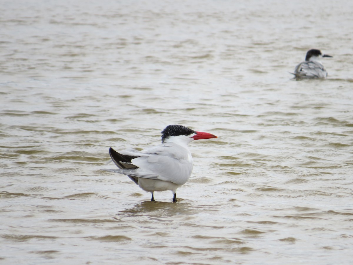 Морин хараалай - ML618582649