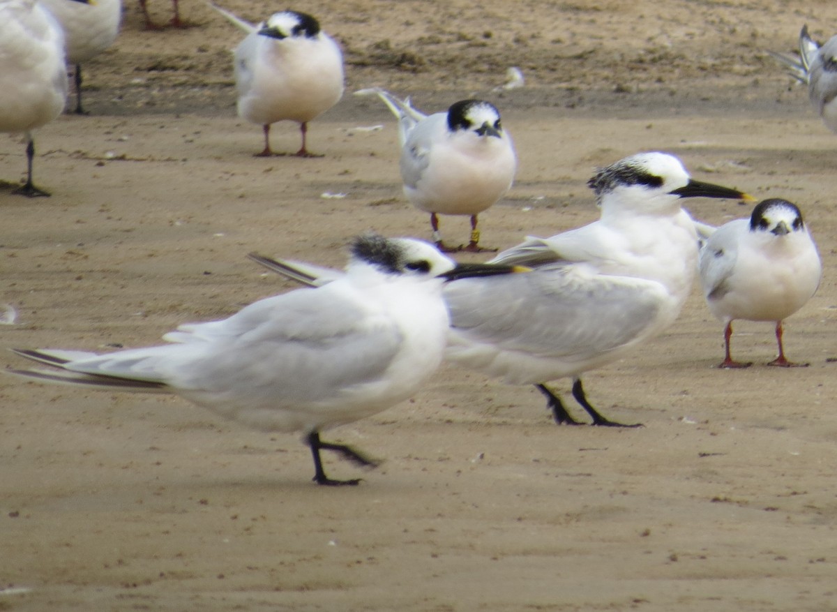 Sandwich Tern - ML618582710