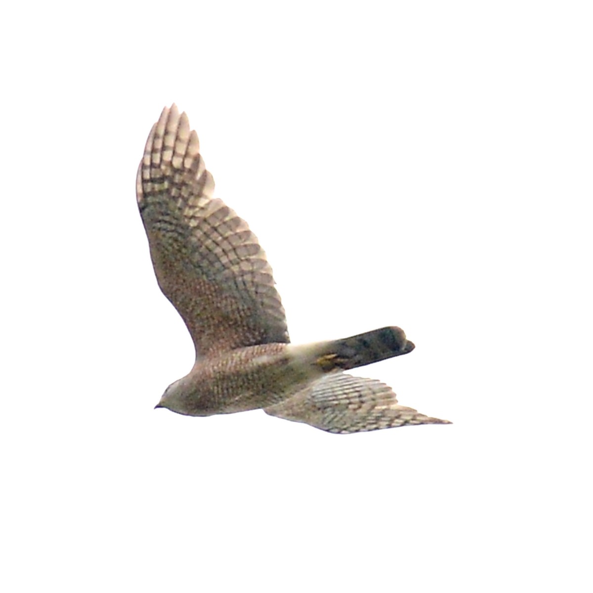 Cooper's Hawk - ML618582715