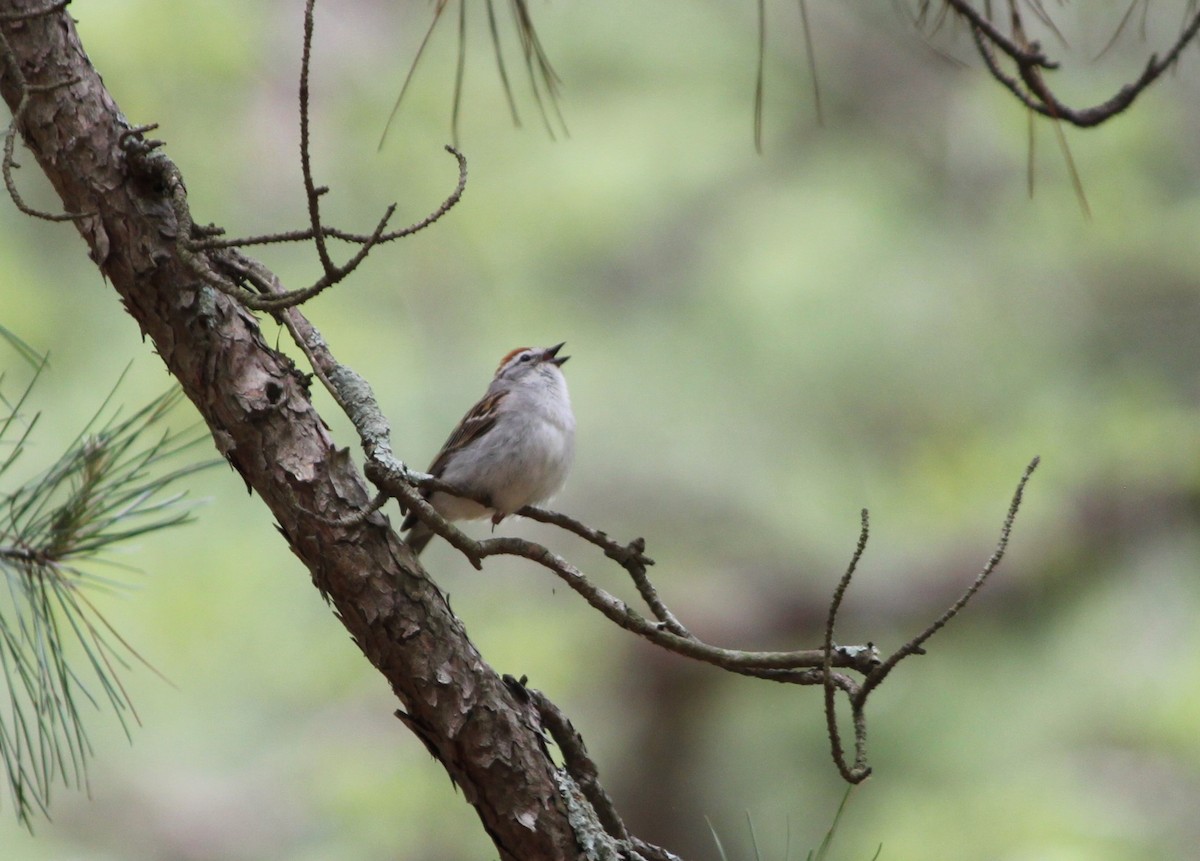Chipping Sparrow - ML618582730