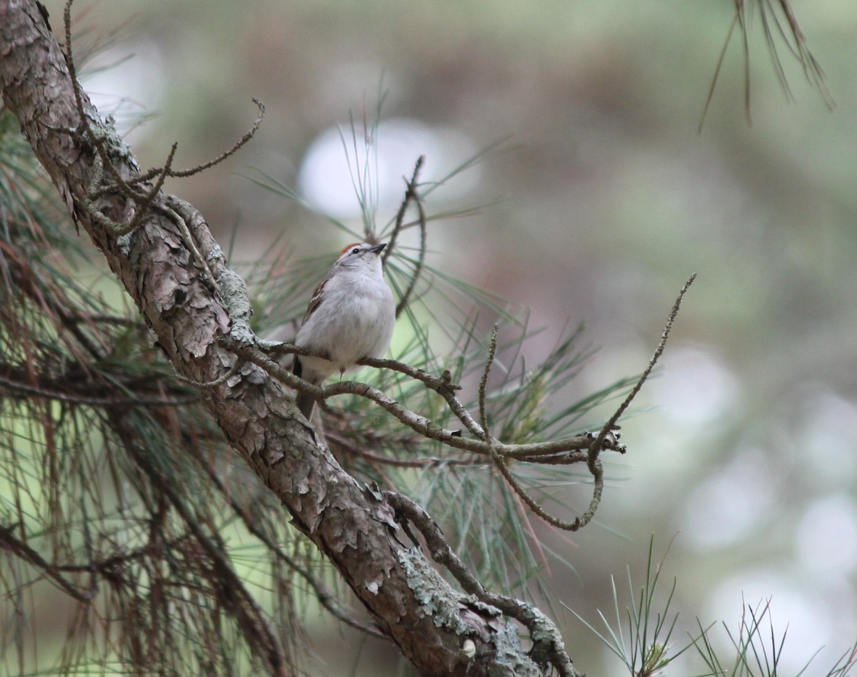 Chipping Sparrow - ML618582731