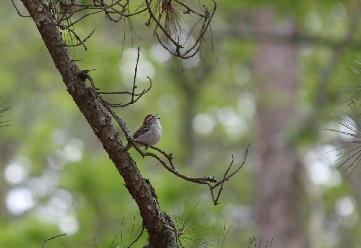 Chipping Sparrow - ML618582732