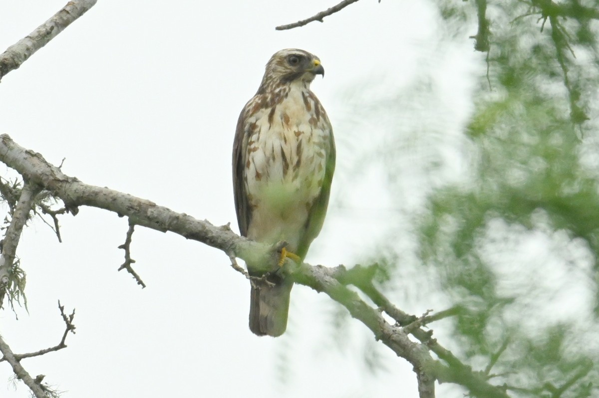 Broad-winged Hawk - Gary Yoder