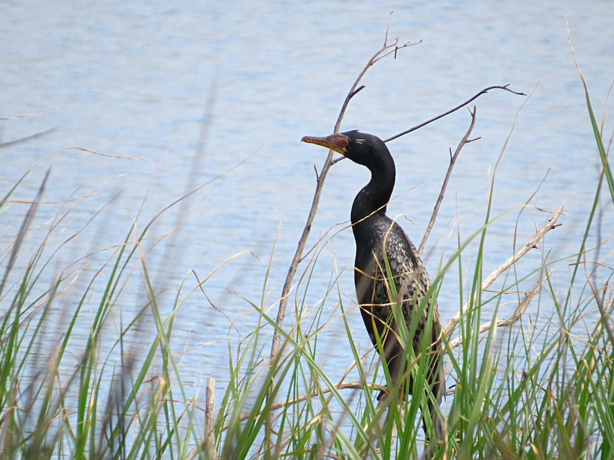 Reed Cormorant - ML618582740