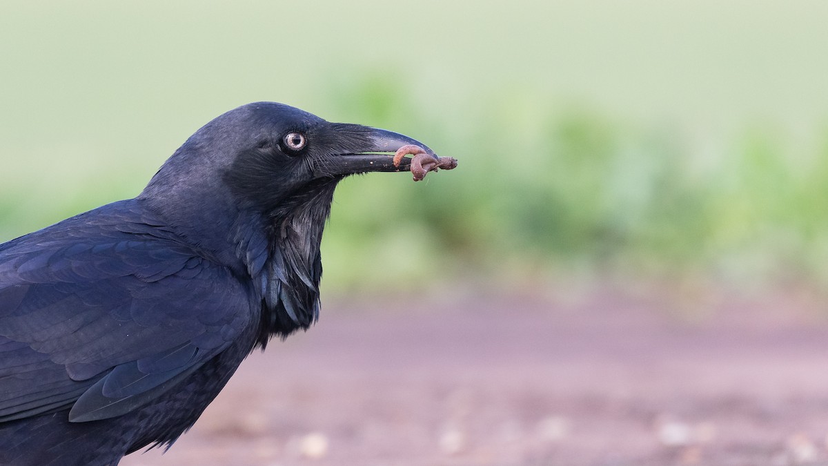 Australian Raven - ML618582743