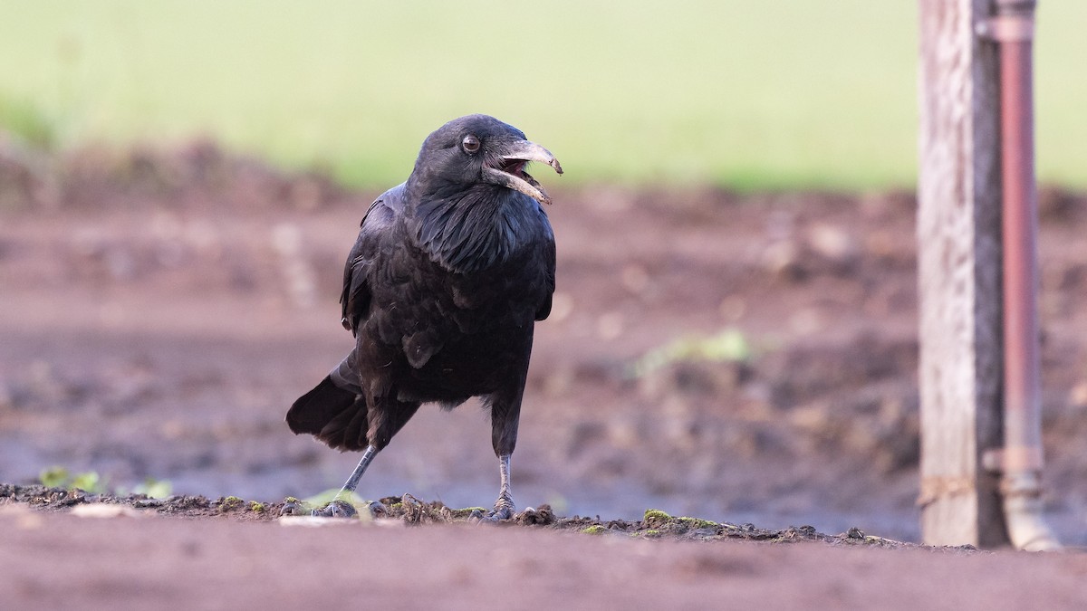 Australian Raven - ML618582748