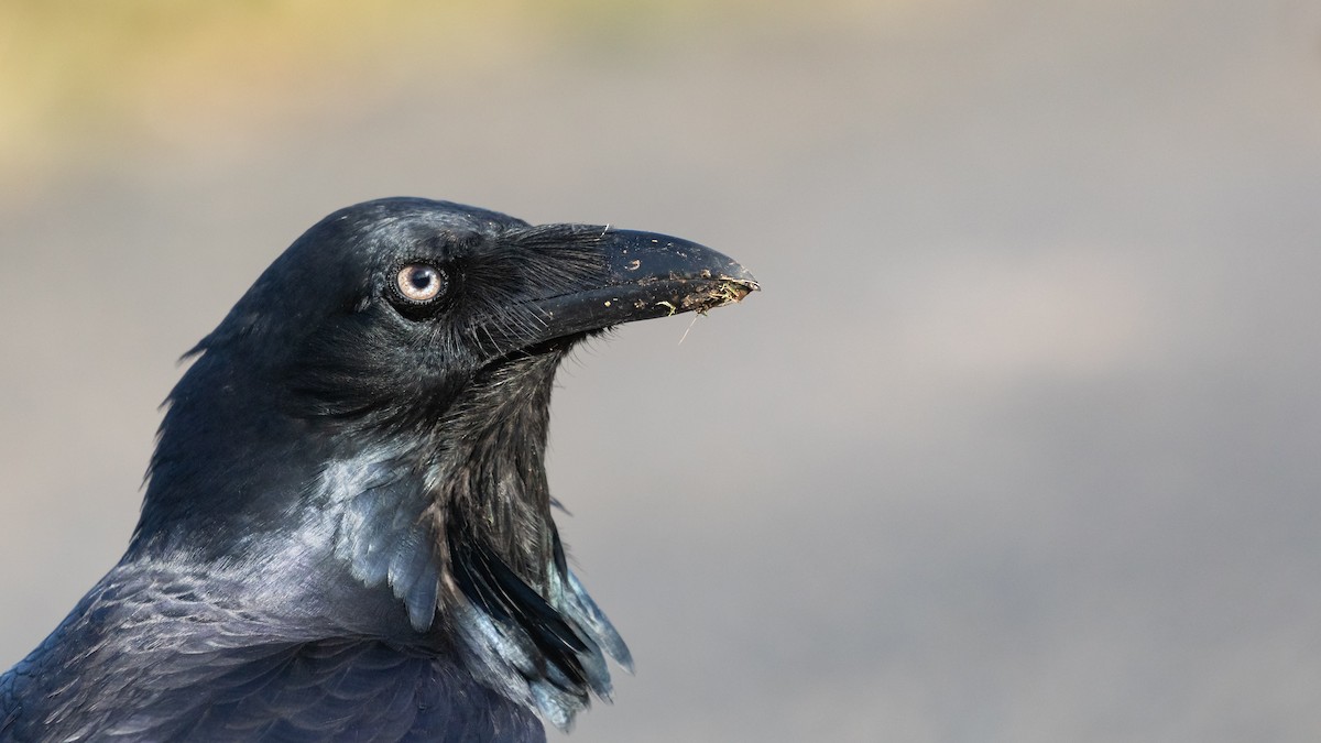 Australian Raven - ML618582749