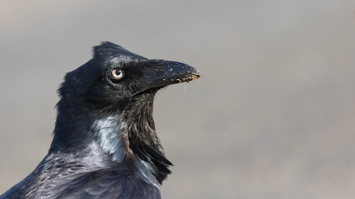 Australian Raven - ML618582751