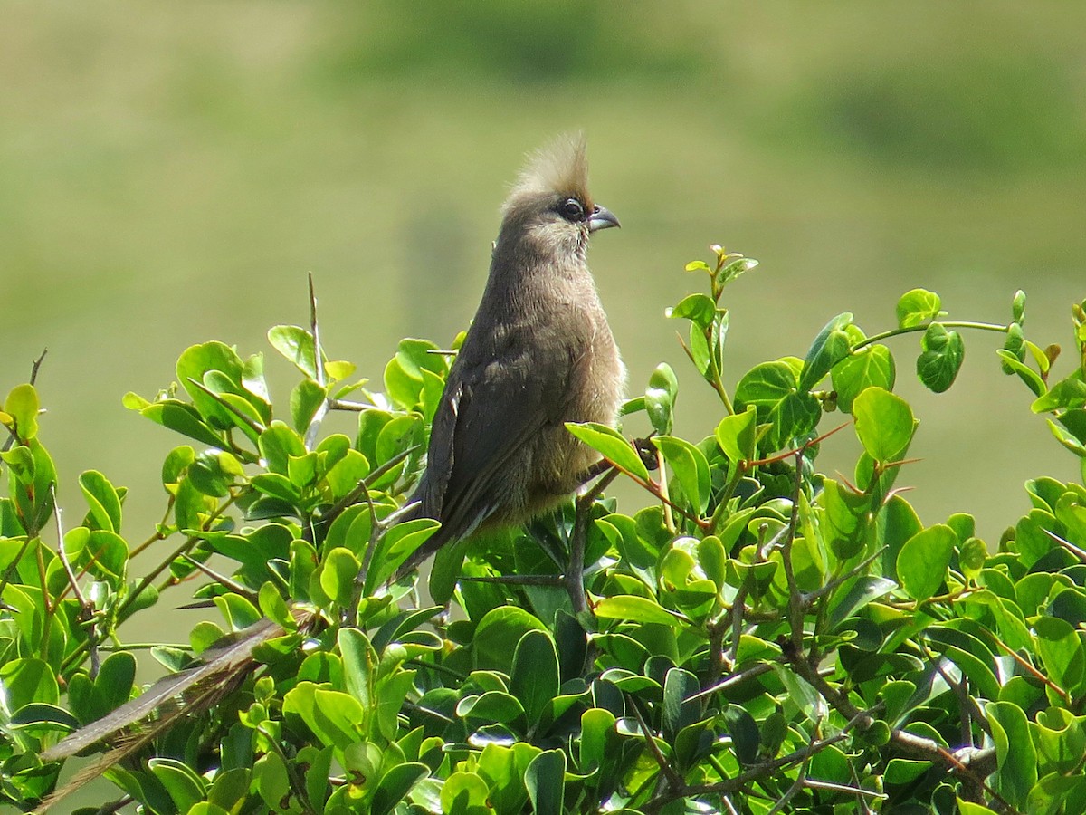 Speckled Mousebird - ML618582780