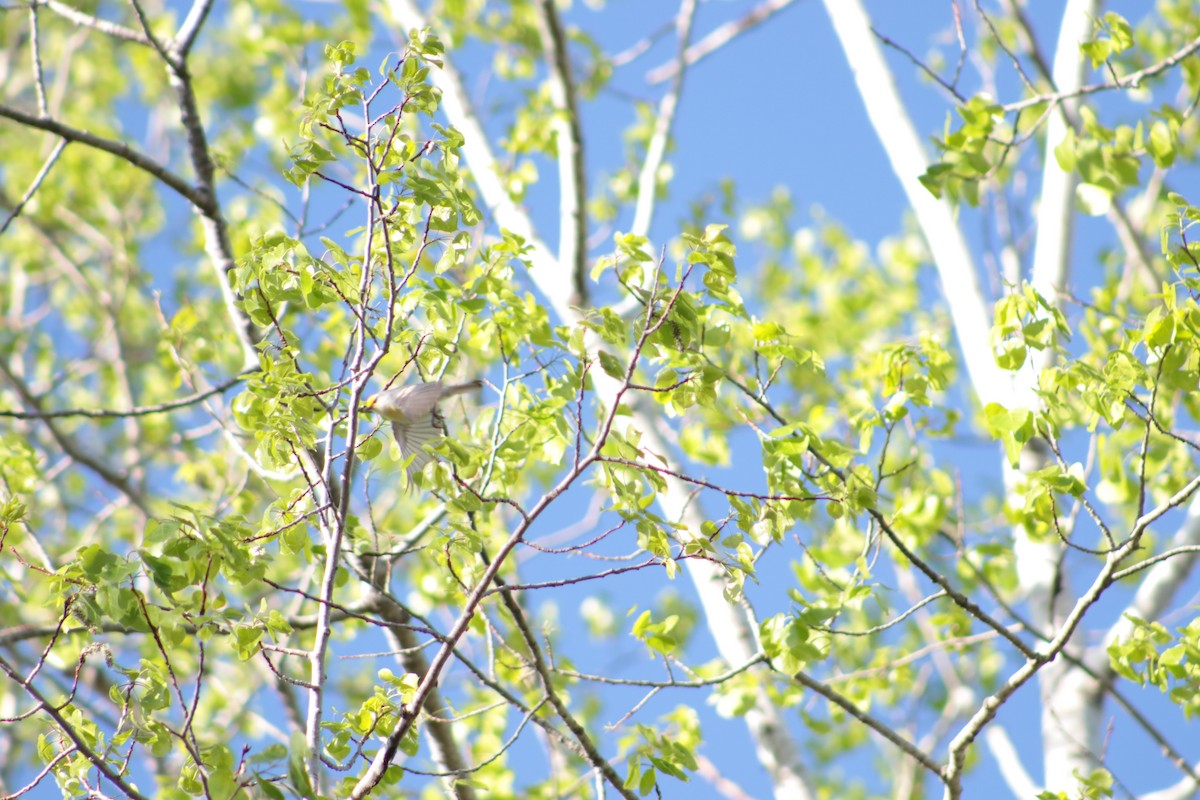 Brewster's Warbler (hybrid) - Benjamin Wilson