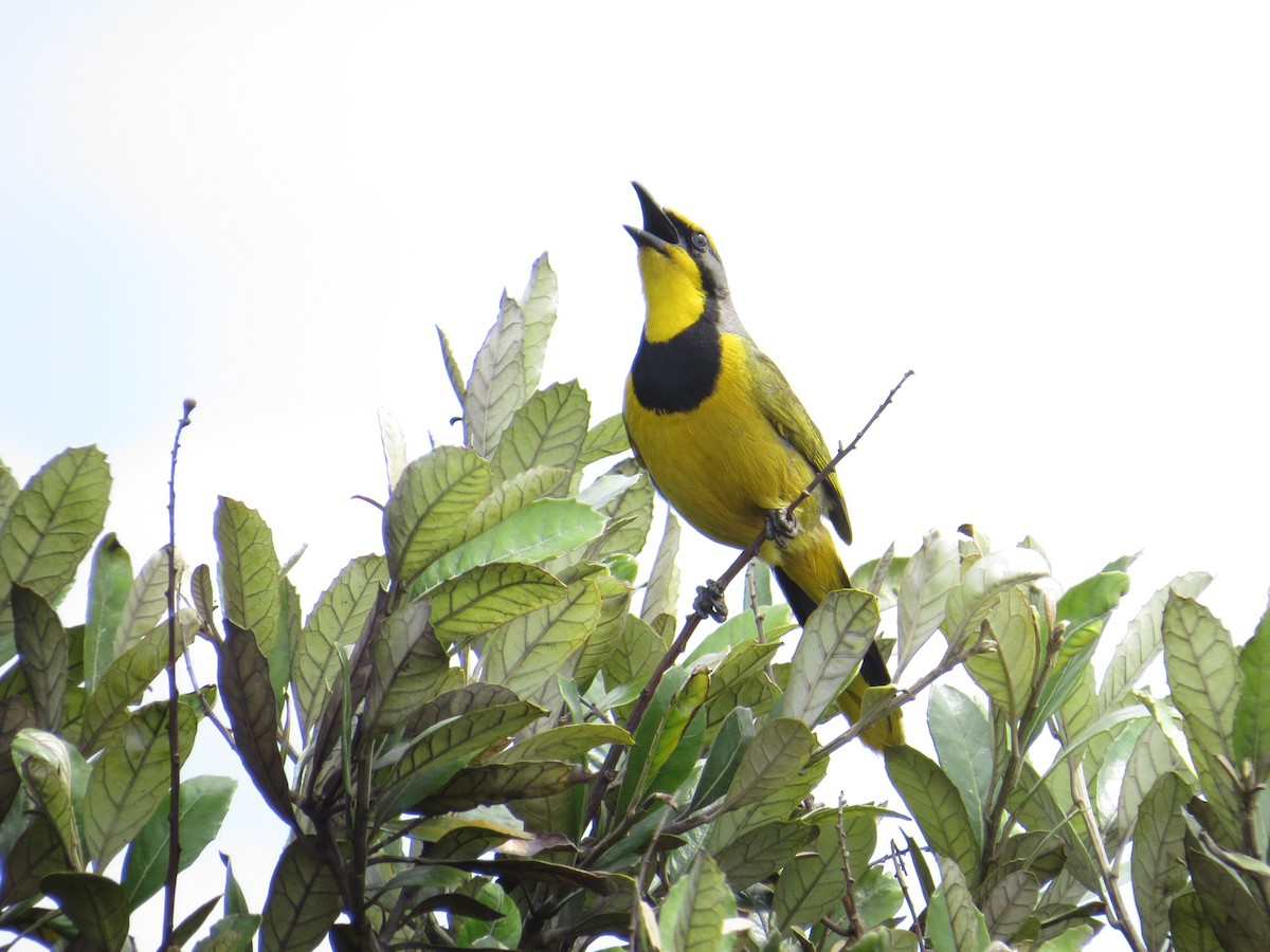 Bokmakierie - ML618582827