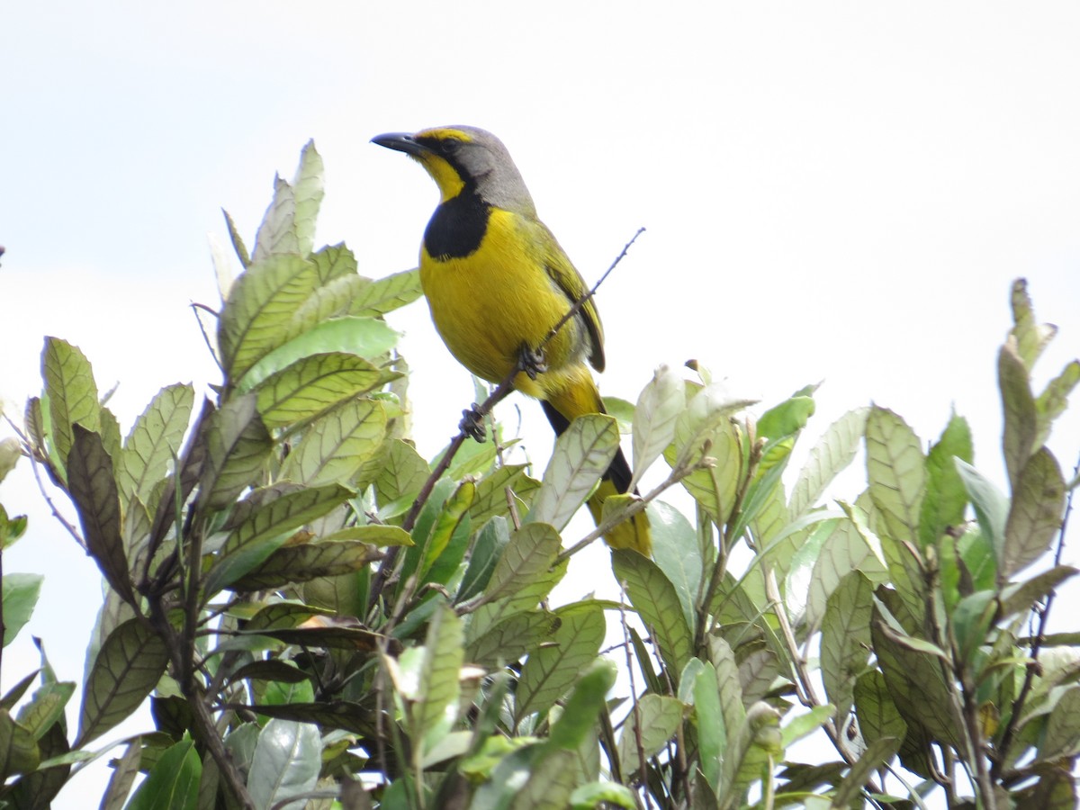 Bokmakierie - ML618582828