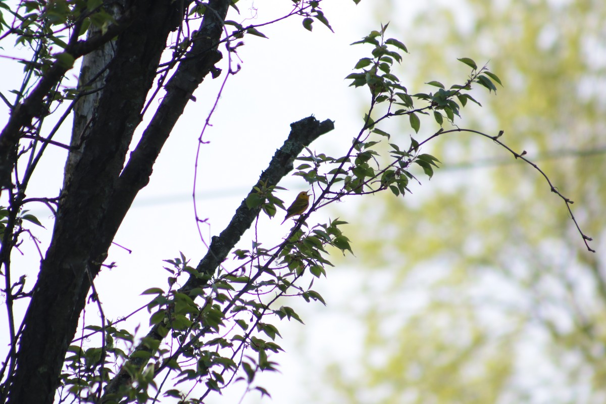 Yellow Warbler - Benjamin Wilson