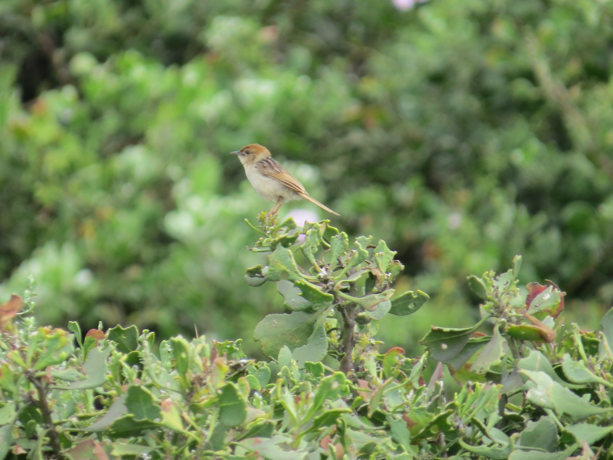 Levaillant's Cisticola - ML618582858