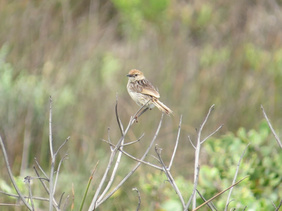 Levaillant's Cisticola - ML618582859
