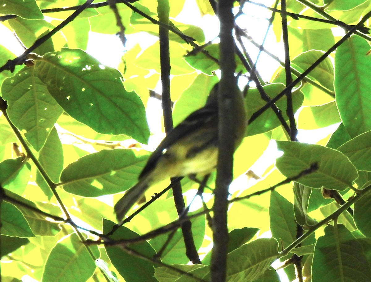 Black-throated Green Warbler - ML618582860