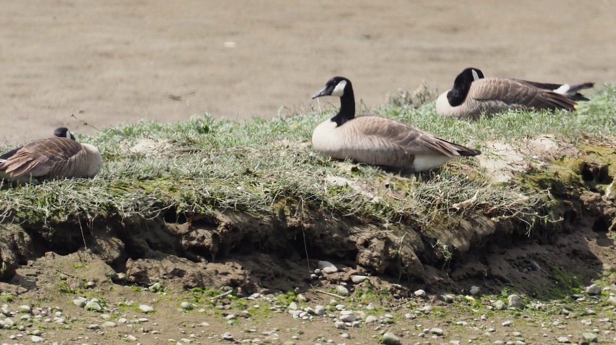 Canada Goose - Robin Lawson