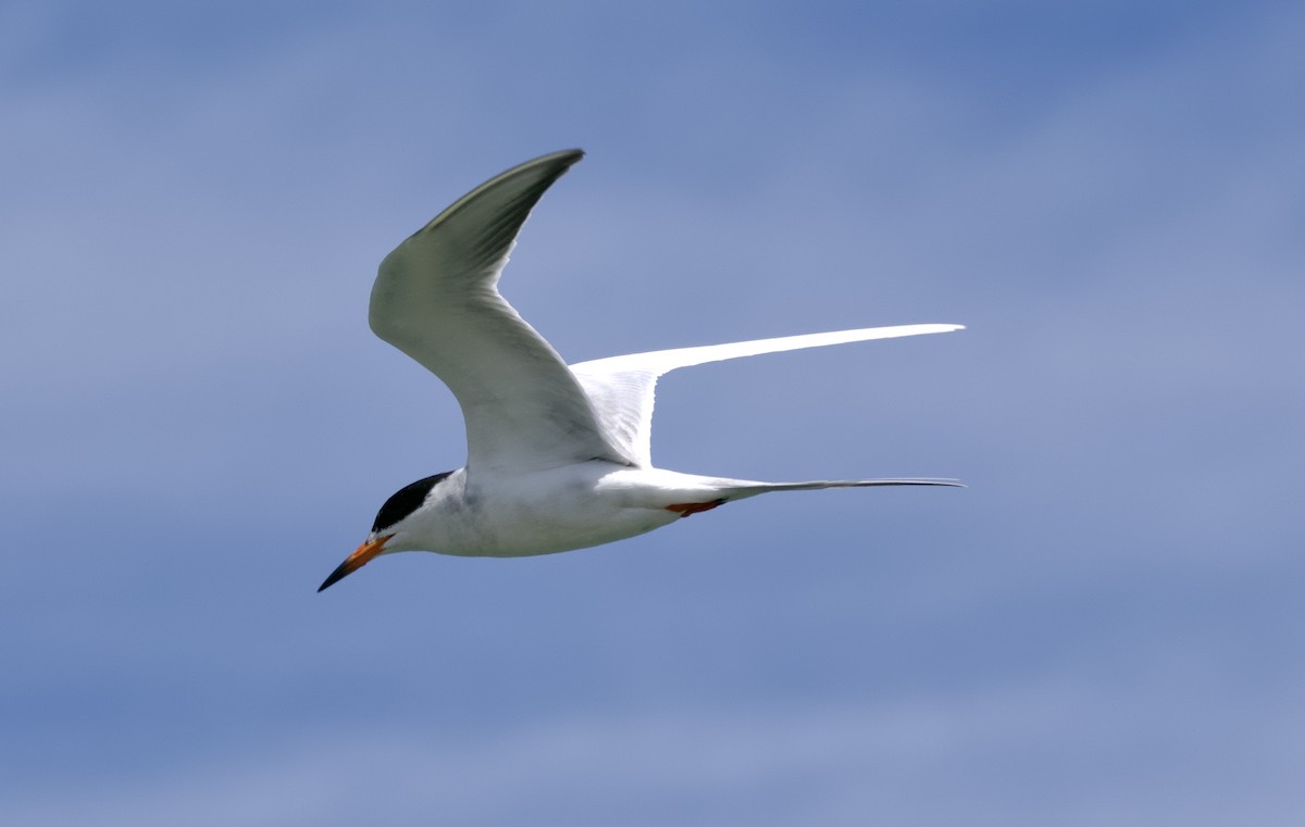 Caspian Tern - ML618582880