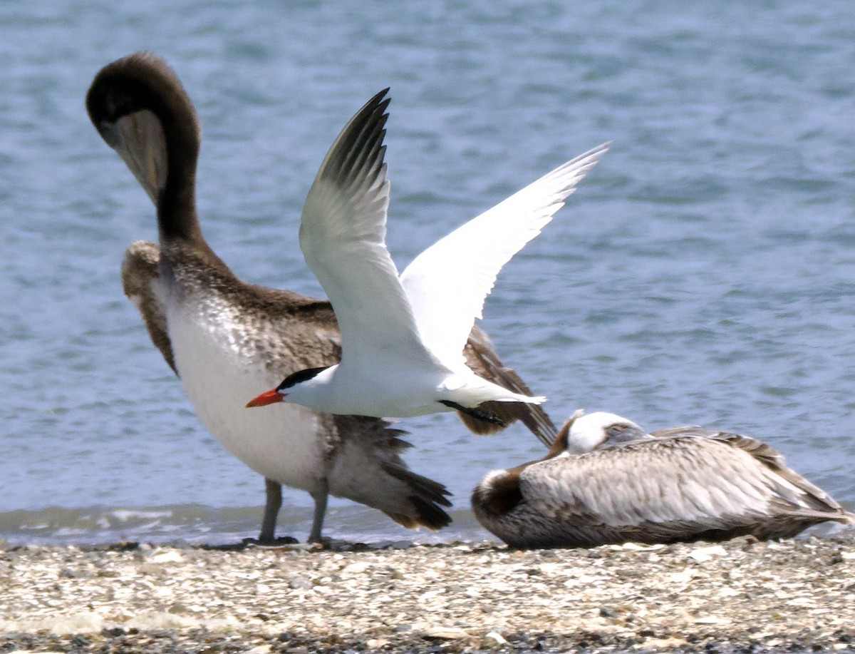 Caspian Tern - ML618582881