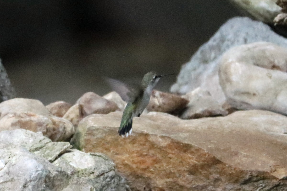 Ruby-throated/Black-chinned Hummingbird - ML618582920