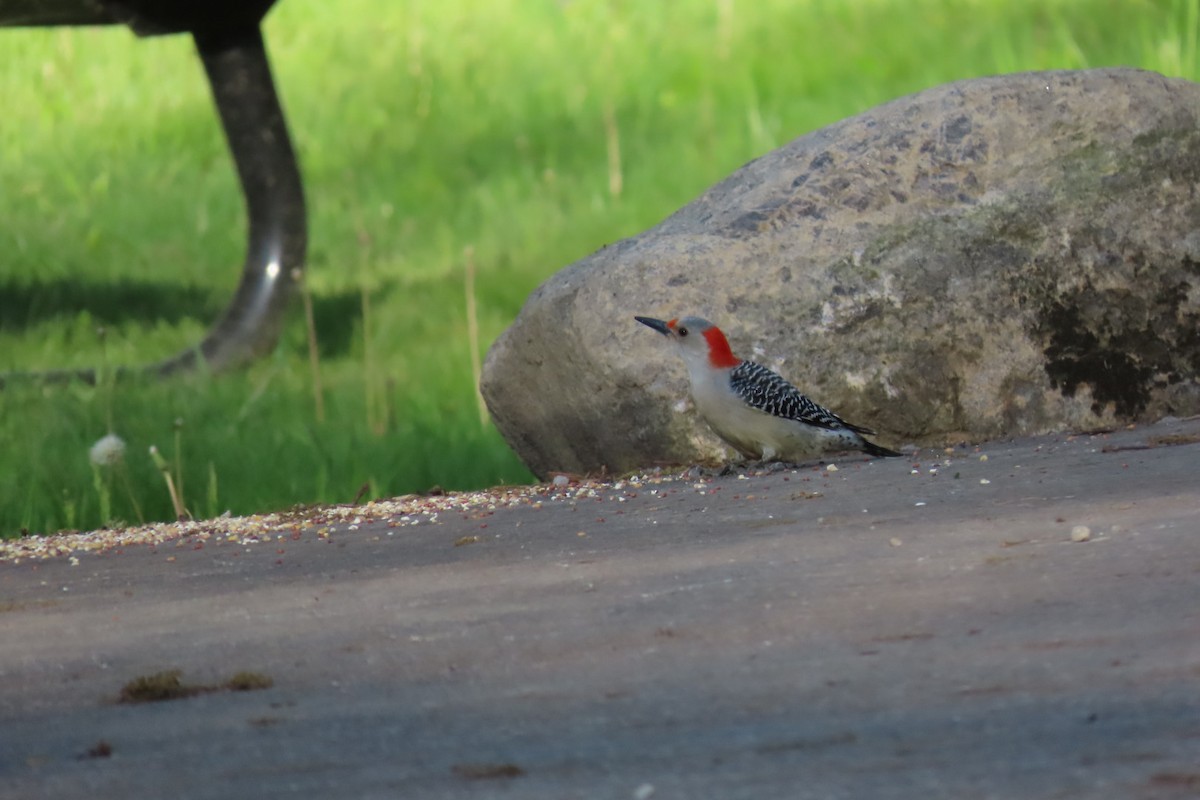 Red-bellied Woodpecker - Rita Phillips