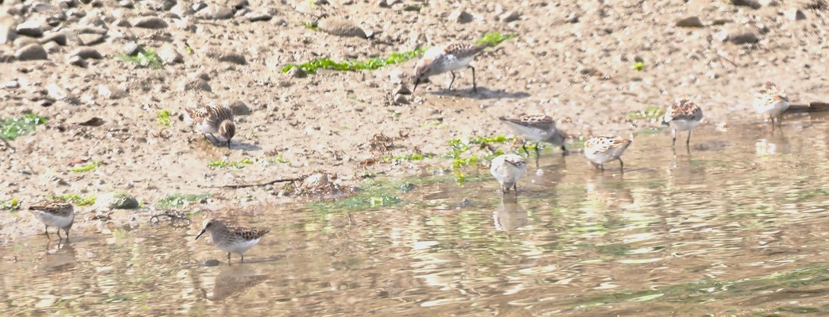 Least Sandpiper - Robin Lawson