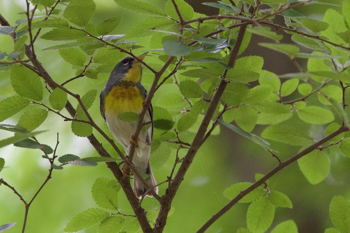 Northern Parula - ML618582977