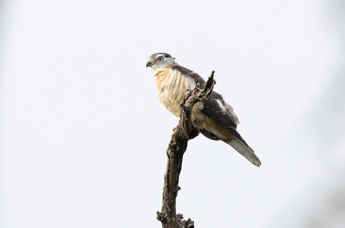 Pacific Baza - Chris Barnes