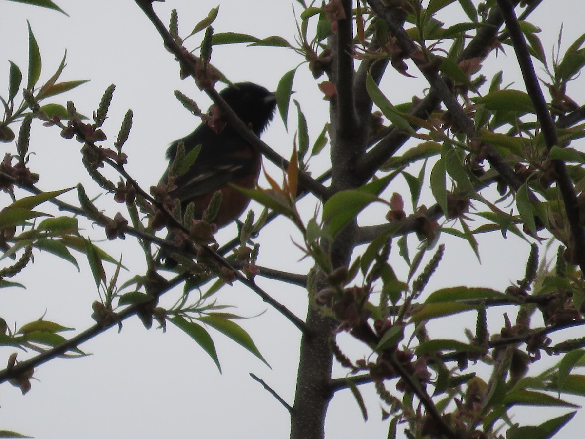 Orchard Oriole - Rebecca Laroche