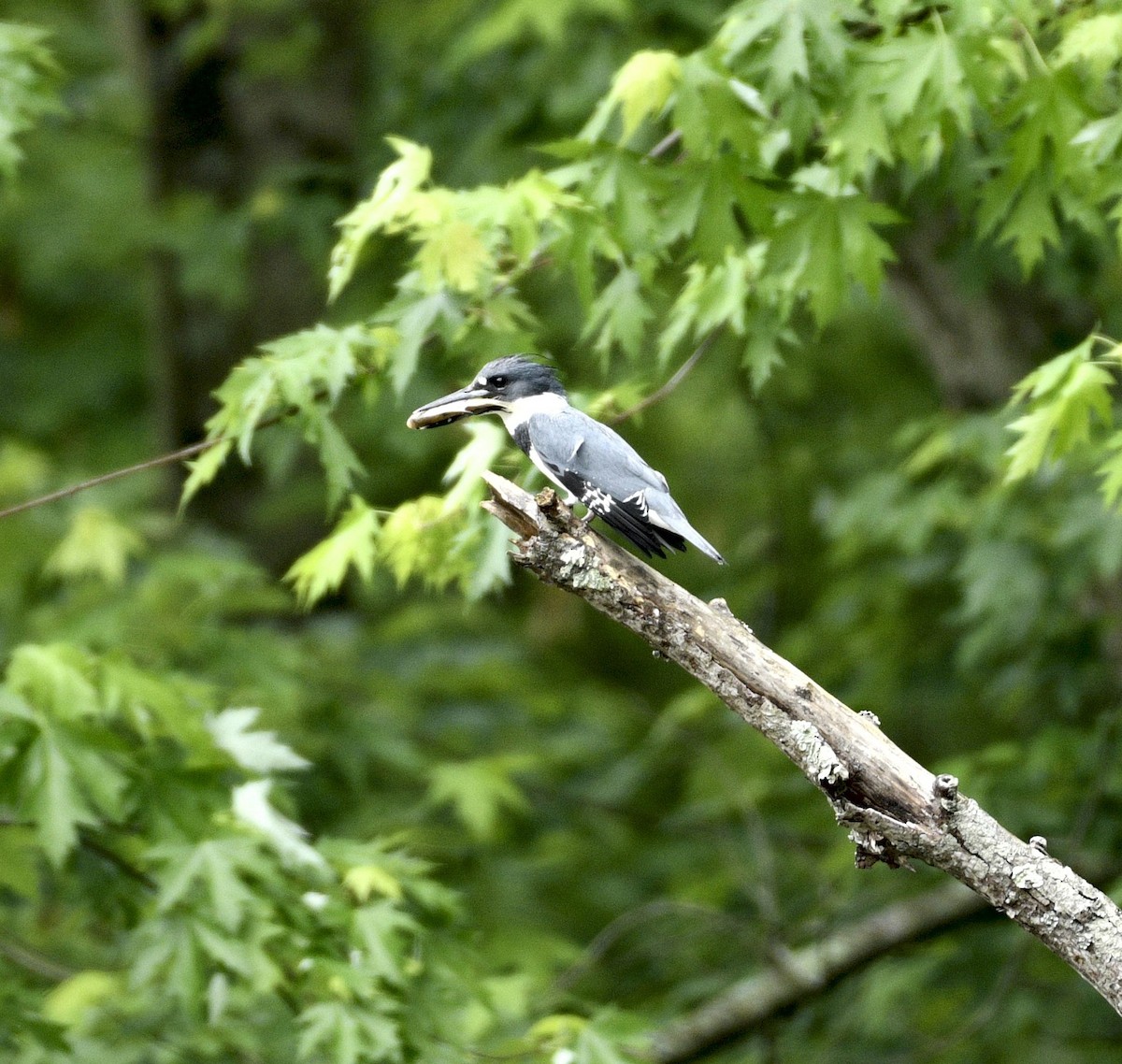 Belted Kingfisher - ML618583002