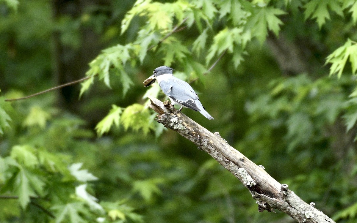 Belted Kingfisher - ML618583005