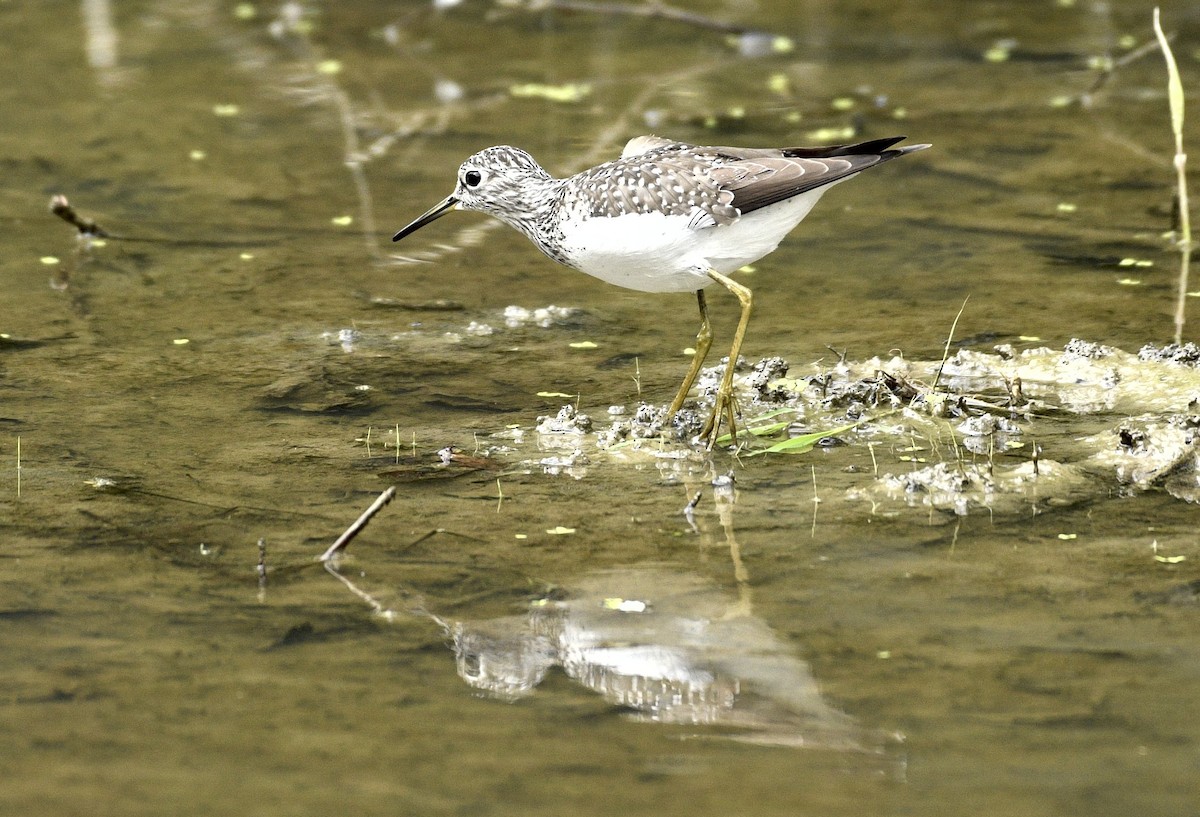 Solitary Sandpiper - ML618583009