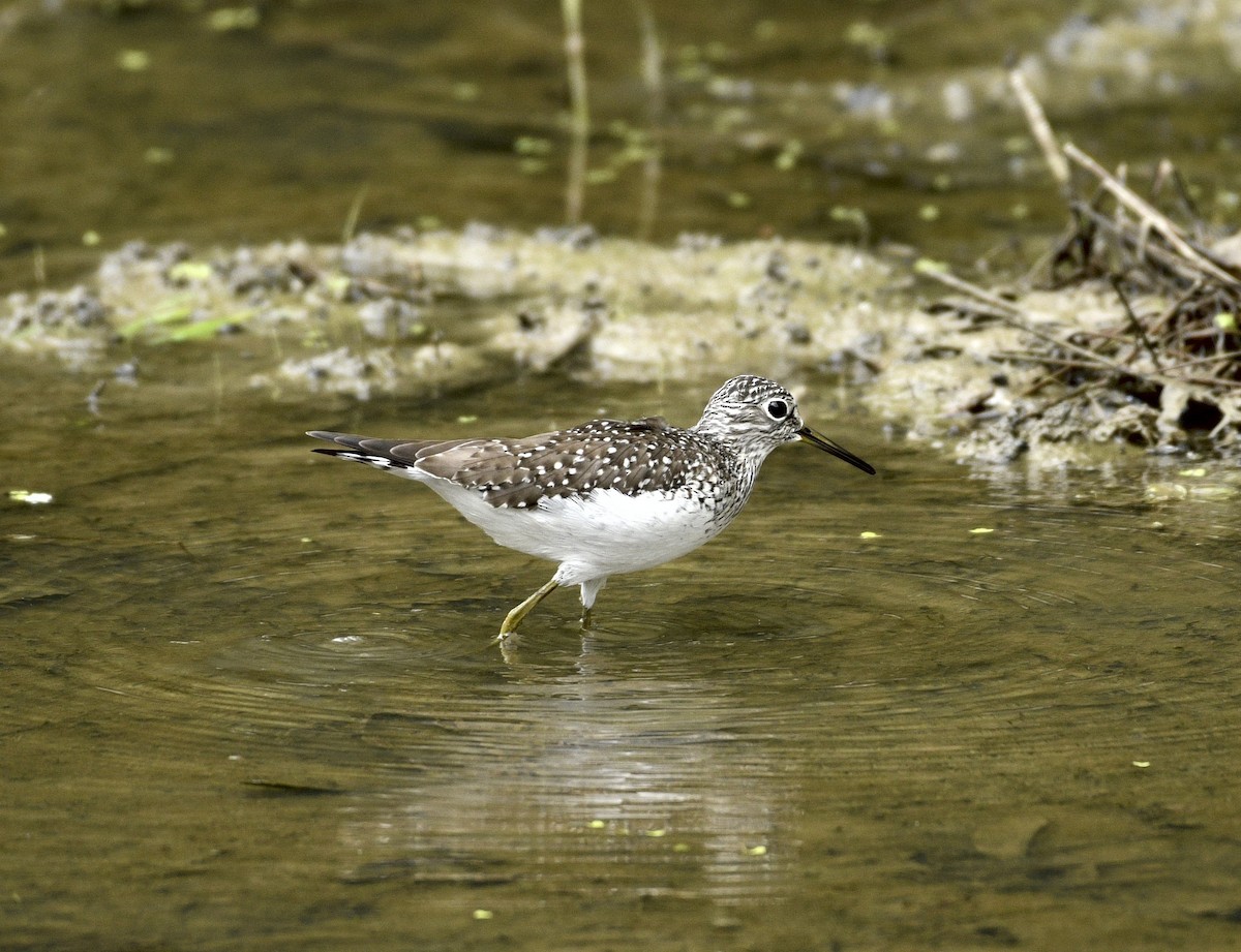 Solitary Sandpiper - ML618583012