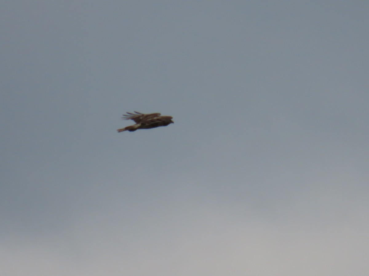 Northern Harrier - ML618583013