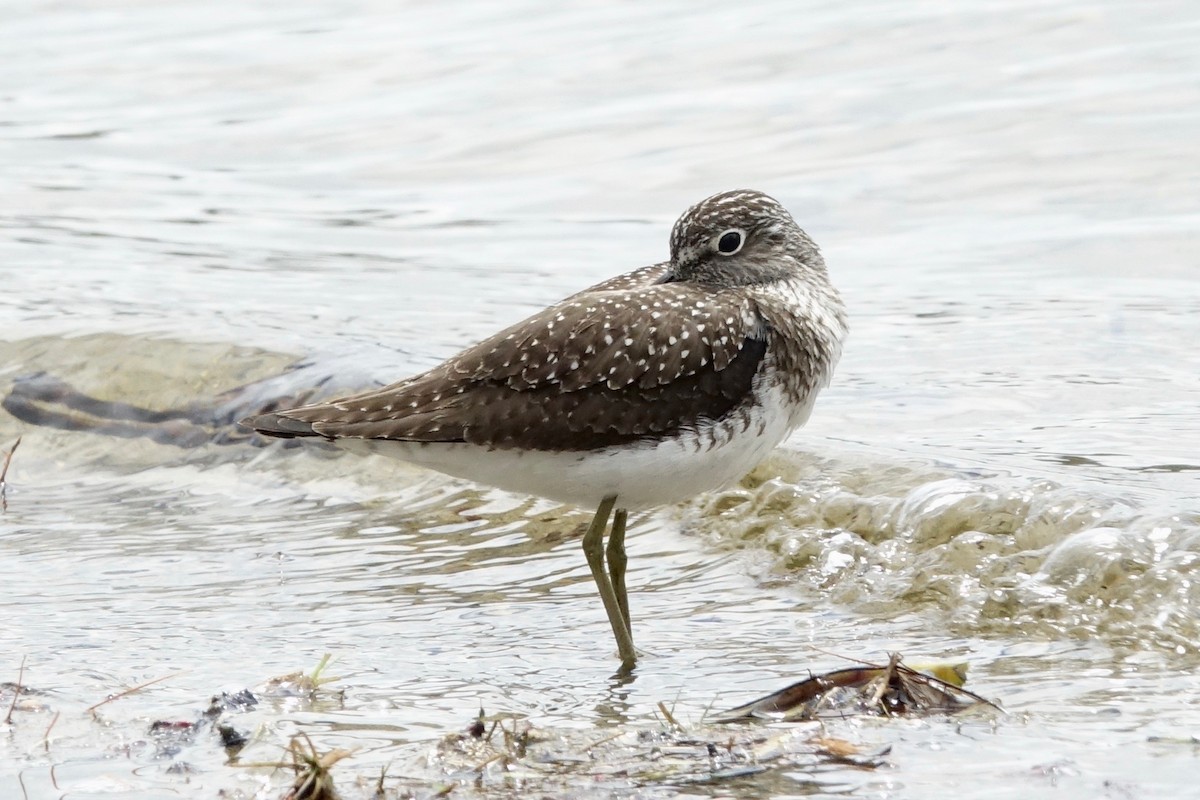 Solitary Sandpiper - Elaine Marie