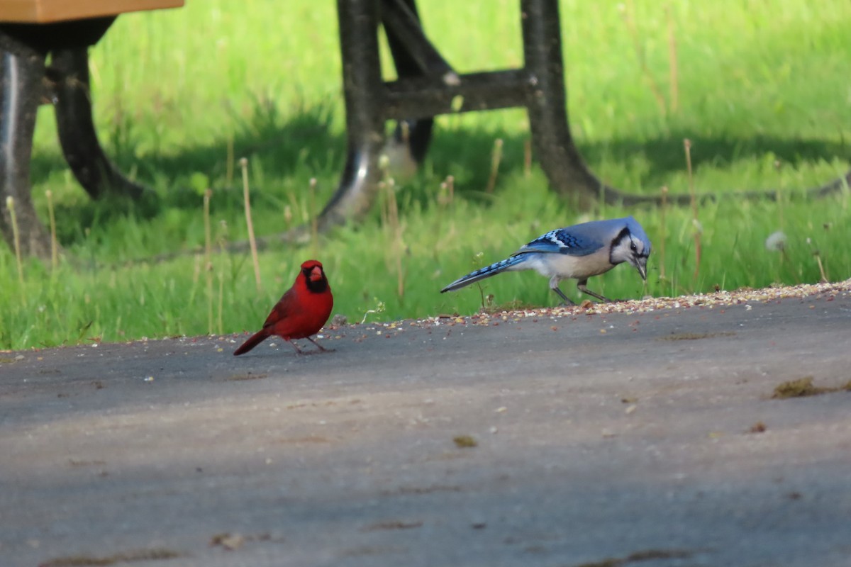 Blue Jay - ML618583037