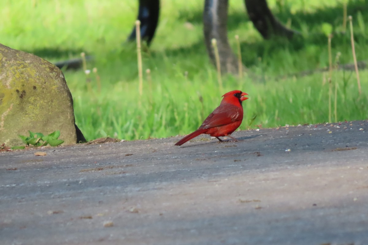 Cardinal rouge - ML618583059