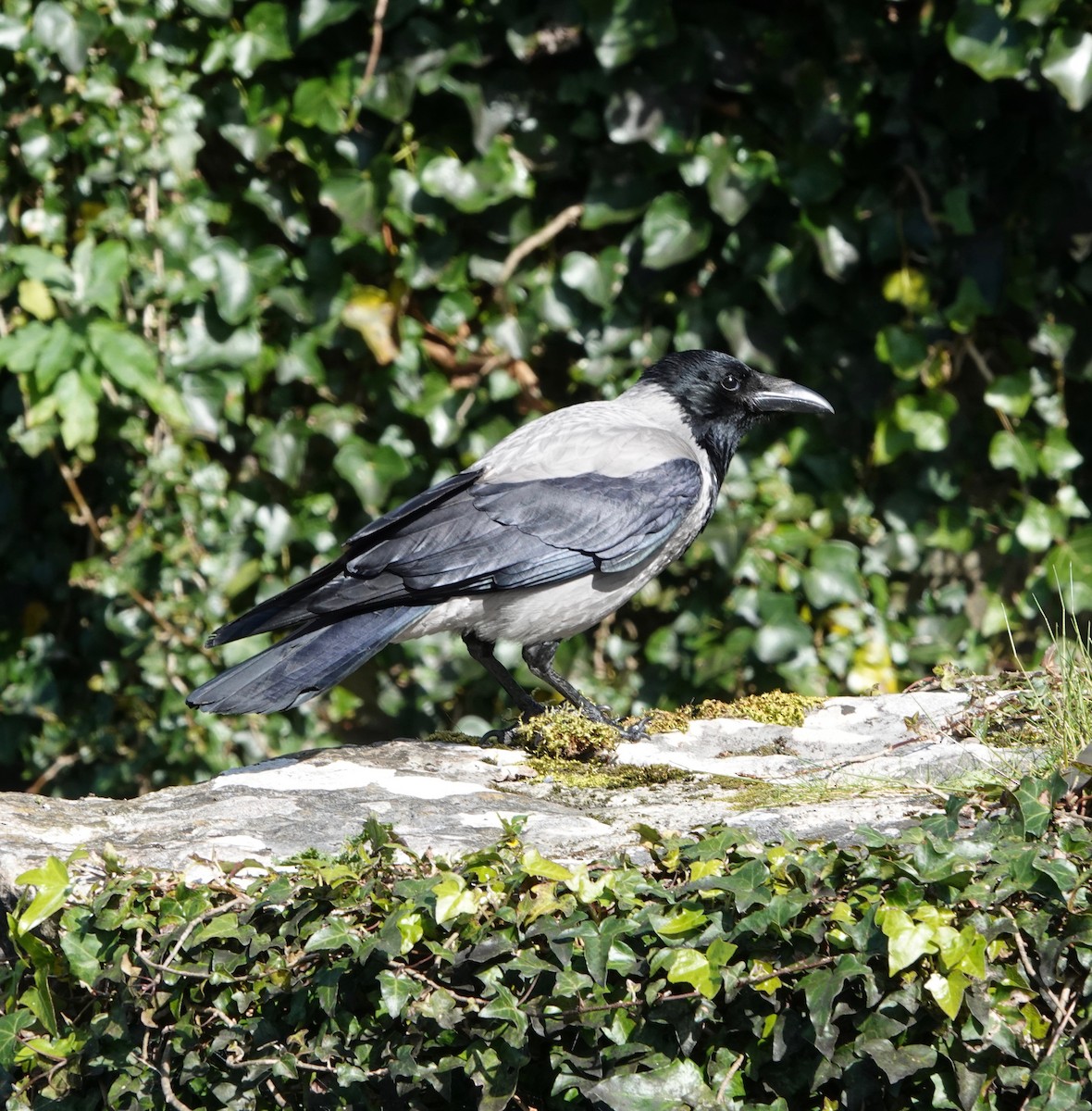 Hooded Crow - ML618583065