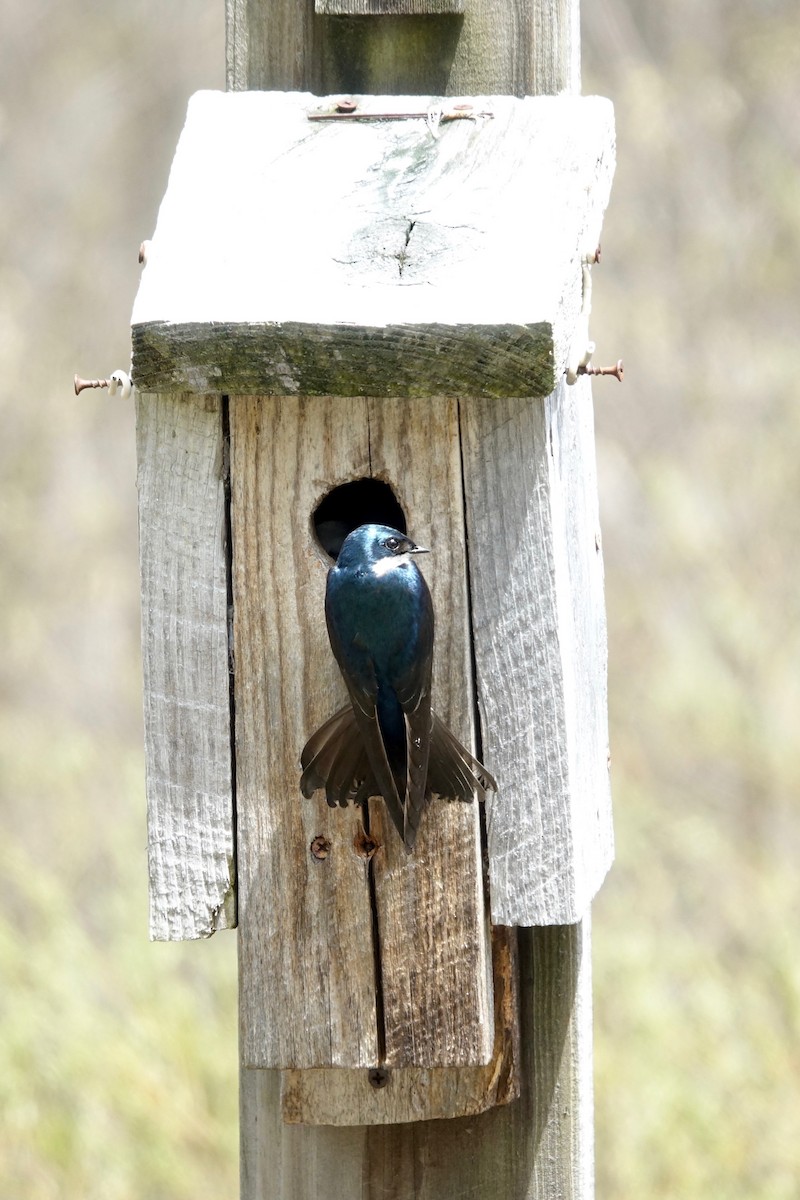 Tree Swallow - Elaine Marie