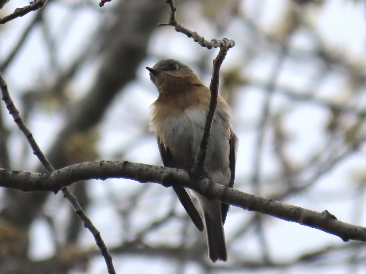 Eastern Bluebird - Cooper White