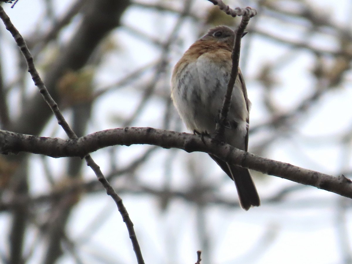 Eastern Bluebird - Cooper White